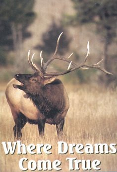 Elk Hunting in Idaho - Book a hunt with York Outfitters, since 1932