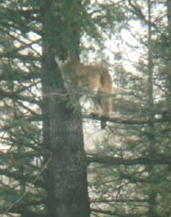 Hunt Cougar with  York Outfitters in Idaho