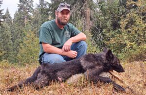 Idaho Wolf Hunts